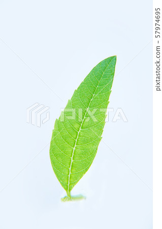 檸檬馬鞭草 57974695