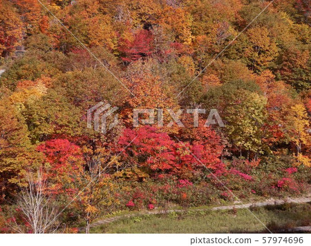 溫泉區紅葉① 57974696