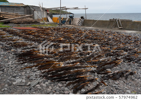 Kelp fishing on Rishiri Island, Hokkaido Kelp fishing on Rishiri Island, Hokkaido 57974962
