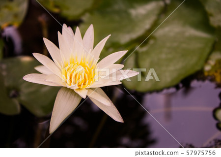 Close-up top view white lotus flower is blooming and outstanding in pond, top view horizontal. 57975756