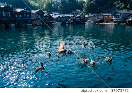 京都府Ine Funaya從海上觀看水鳥 京都府Ine Funaya從海上觀看水鳥 57975772