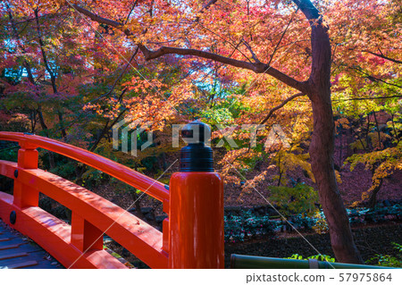 Kyoto Kitano Tenmangu Shrine Autumn leaves of maple Kyoto Kitano Tenmangu Shrine Autumn leaves of maple 57975864