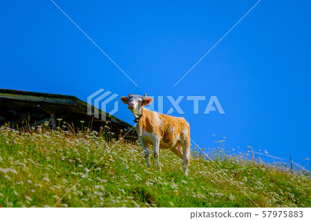 Cow grazing in alpine meadow at summer 57975883