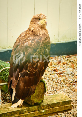 Brown Eagle in captivity closeup 57976306