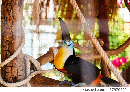 Beautiful Toucan in captivity Beautiful Toucan in captivity 57976321