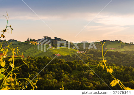 Vineyards in Austria south Styria, wine country, 57976344