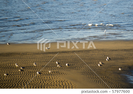 Oido, Siheung, Gyeonggi-do 57977600