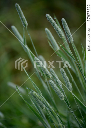 Timothy grass 57977722