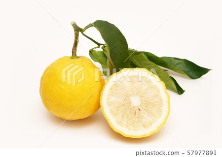 Bergamot Bergamot 57977891