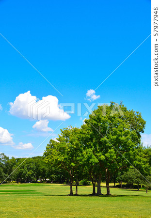 Lawn park Lawn park 57977948