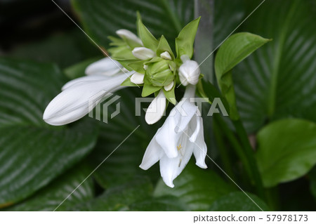 Fragrant plantain lily Fragrant plantain lily 57978173