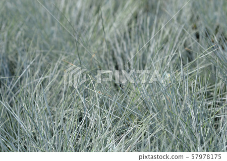 Blue fescue Intense Blue Blue fescue Intense Blue 57978175