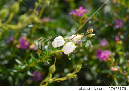 St Dabeocs heath 57978176