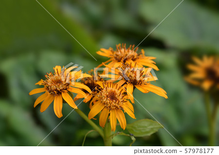 Leopard plant Leopard plant 57978177