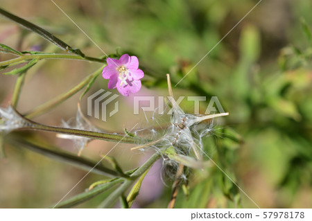 Great hairy willowherb 57978178