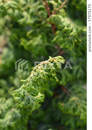 Hinoki cypress Maureen 57978179