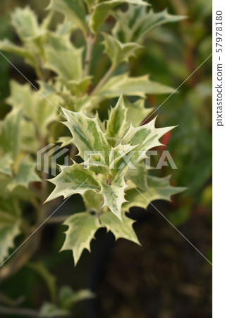 Holly osmanthus Variegatus Holly osmanthus Variegatus 57978180