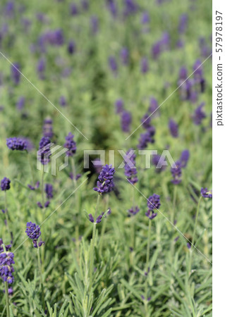 English lavender Hidcote 57978197