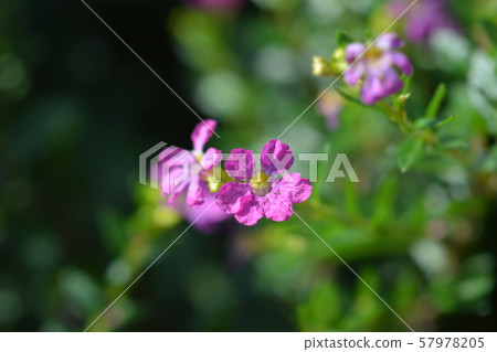 False heather False heather 57978205