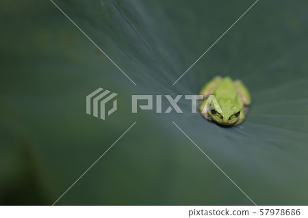 Frog on Lotus Leaf Frog on Lotus Leaf 57978686
