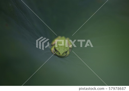 Frog on Lotus Leaf Frog on Lotus Leaf 57978687