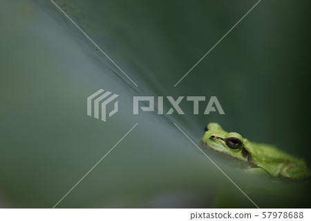 Frog on Lotus Leaf Frog on Lotus Leaf 57978688