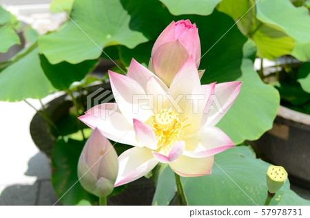 蓮花 蓮花 57978731