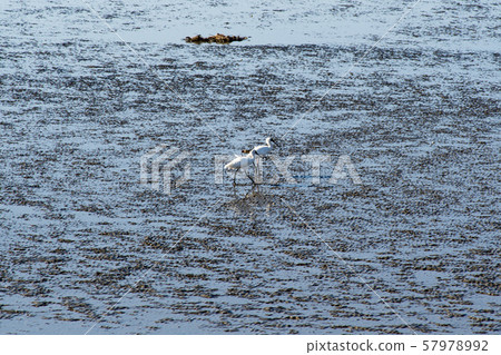 琵鷺，始興市，京畿道 57978992