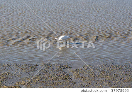 琵鷺，始興市，京畿道 57978993