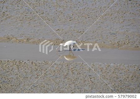 琵鷺，始興市，京畿道 57979002