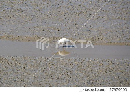 琵鷺，始興市，京畿道 57979003