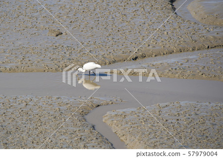 琵鷺，始興市，京畿道 57979004