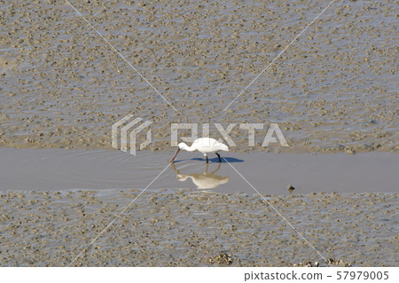 琵鷺，始興市，京畿道 57979005