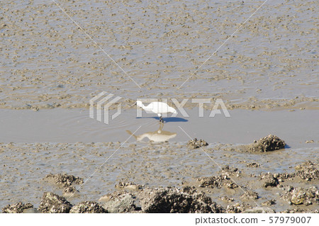 琵鷺，始興市，京畿道 57979007