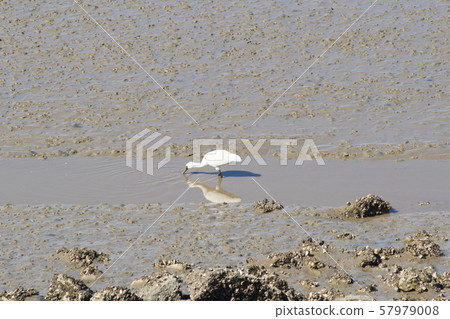 琵鷺，始興市，京畿道 57979008