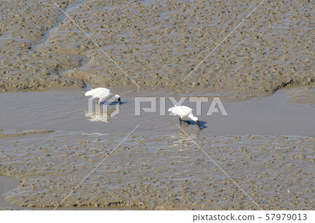 琵鷺，始興市，京畿道 57979013