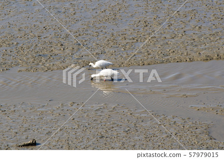琵鷺，始興市，京畿道 57979015