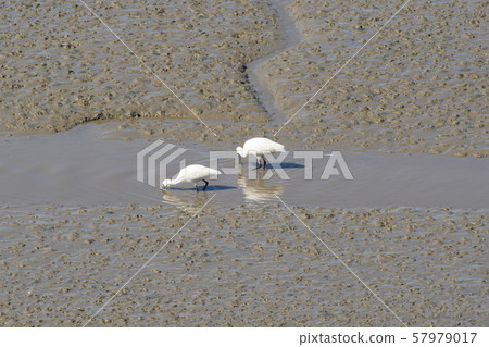 琵鷺，始興市，京畿道 57979017