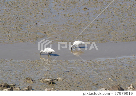 琵鷺，始興市，京畿道 57979019