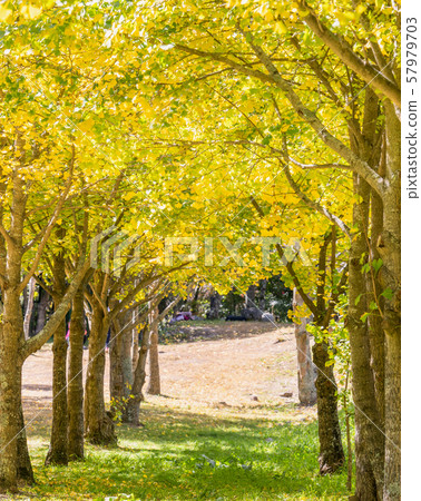 Ginko ginkgo gingko background ginko ginkgo gingko background 57979703