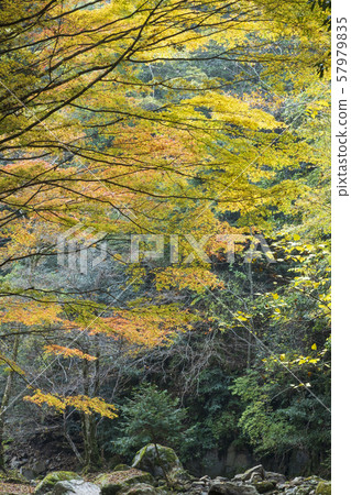 紅眼前進瀑布 57979835