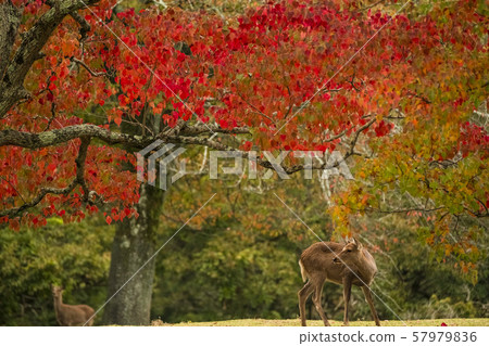 秋葉和鹿 57979836