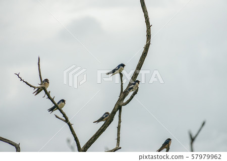 White-throated swallow 57979962