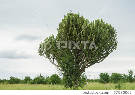 一品紅 一品紅 57980002