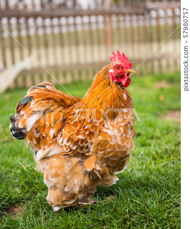 Brown rooster on a farm in front of wooden fence 57980757