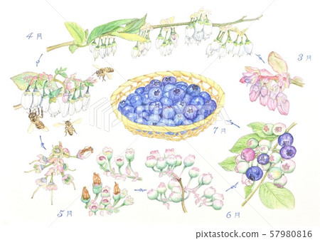 藍莓生長過程 藍莓生長過程 57980816
