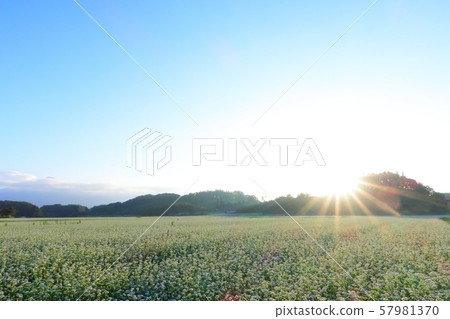 Soba field sunrise 57981370