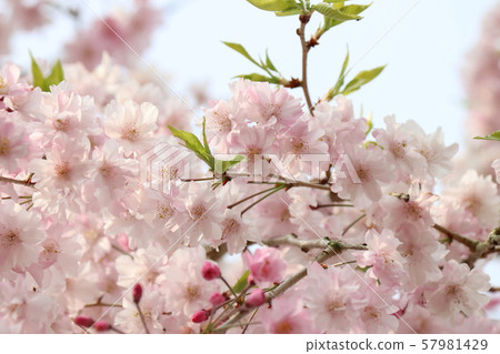 蕨眼淚 蕨眼淚 57981429