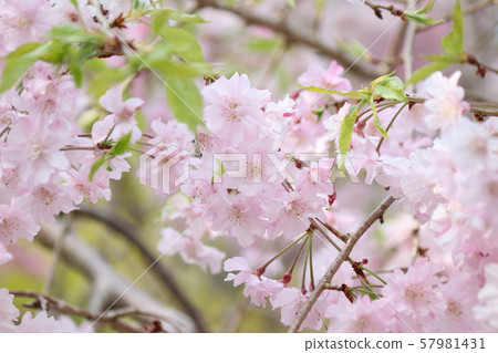 蕨眼淚 蕨眼淚 57981431