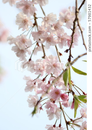 蕨眼淚 57981432